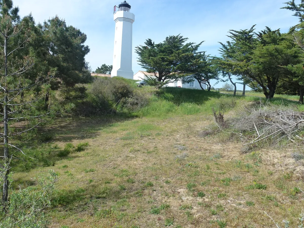 Le phare blanc du Grouin du Cou à La Tranche-sur-Mer, dominant des pins et des dunes couvertes d'herbe