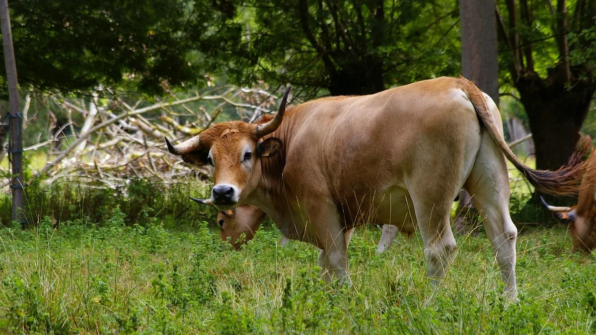 Vacances dans le Marais poitevin : vache maraîchine dans une prairie humide